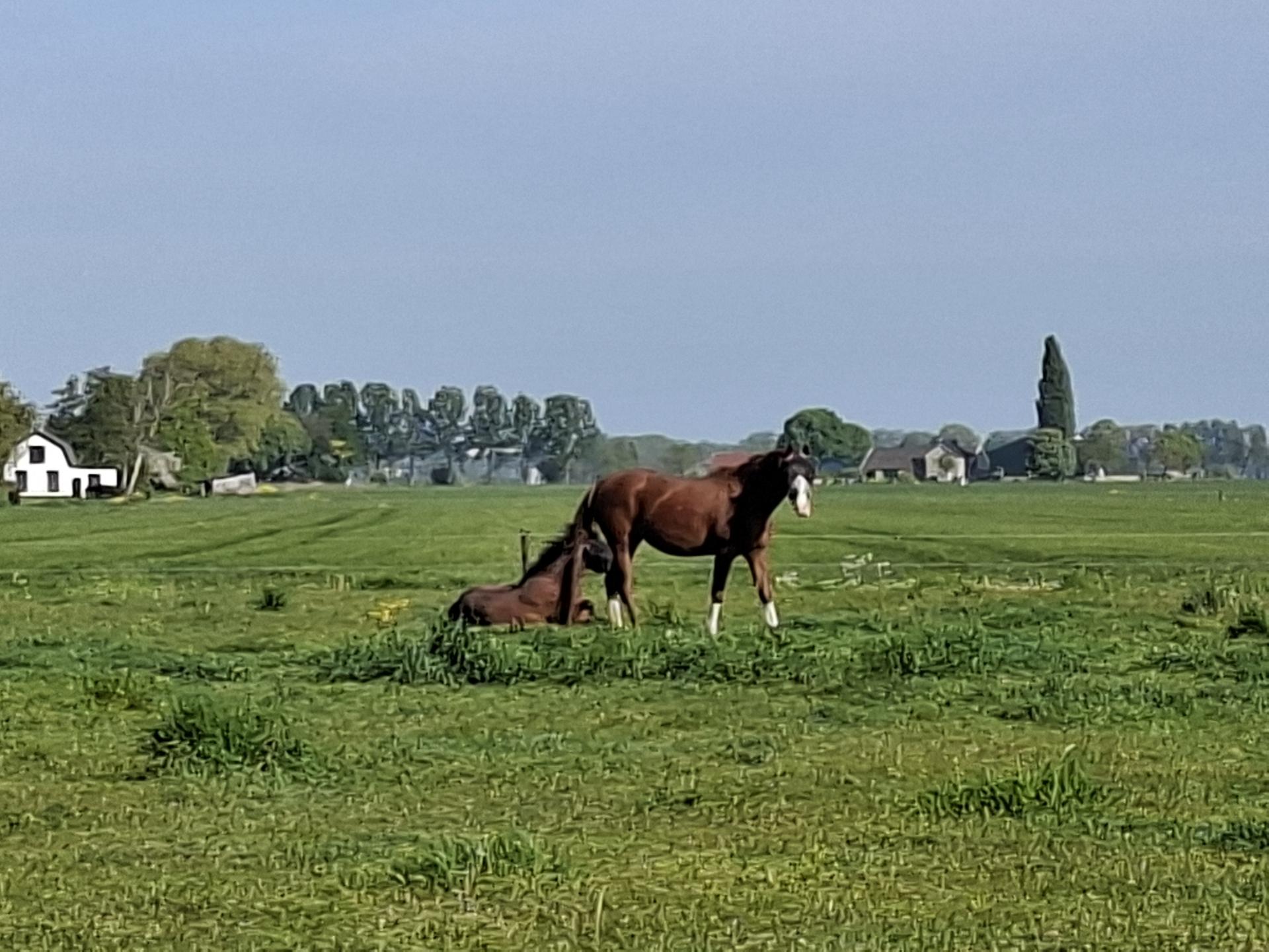 Ruim vakantiehuis voor 10 personen bij kaasboerderij in Genderen - foto 30