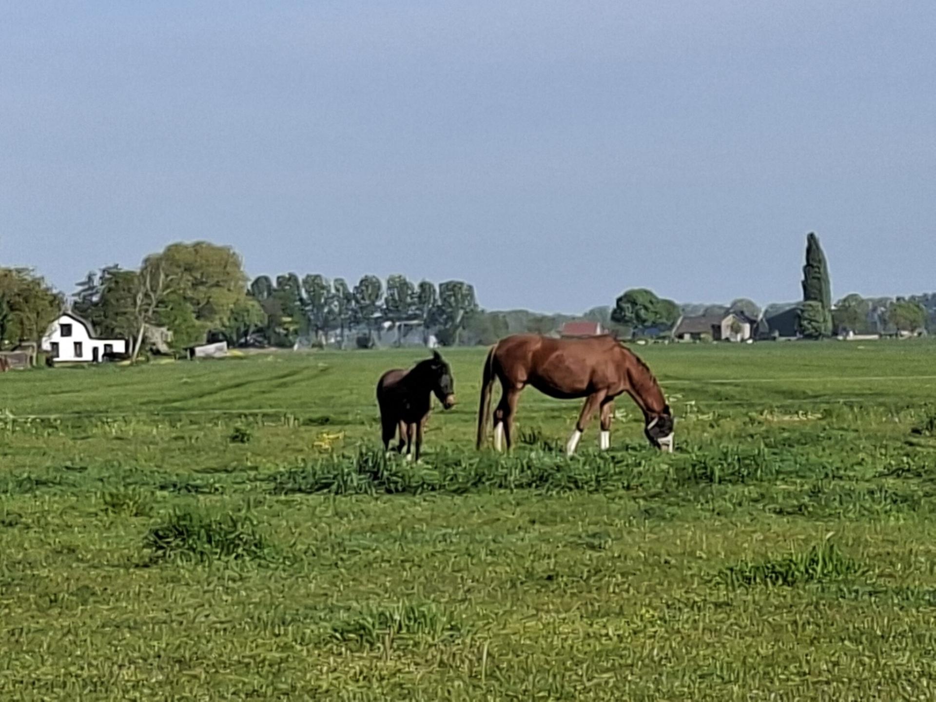 Ruim vakantiehuis voor 10 personen bij kaasboerderij in Genderen - foto 33