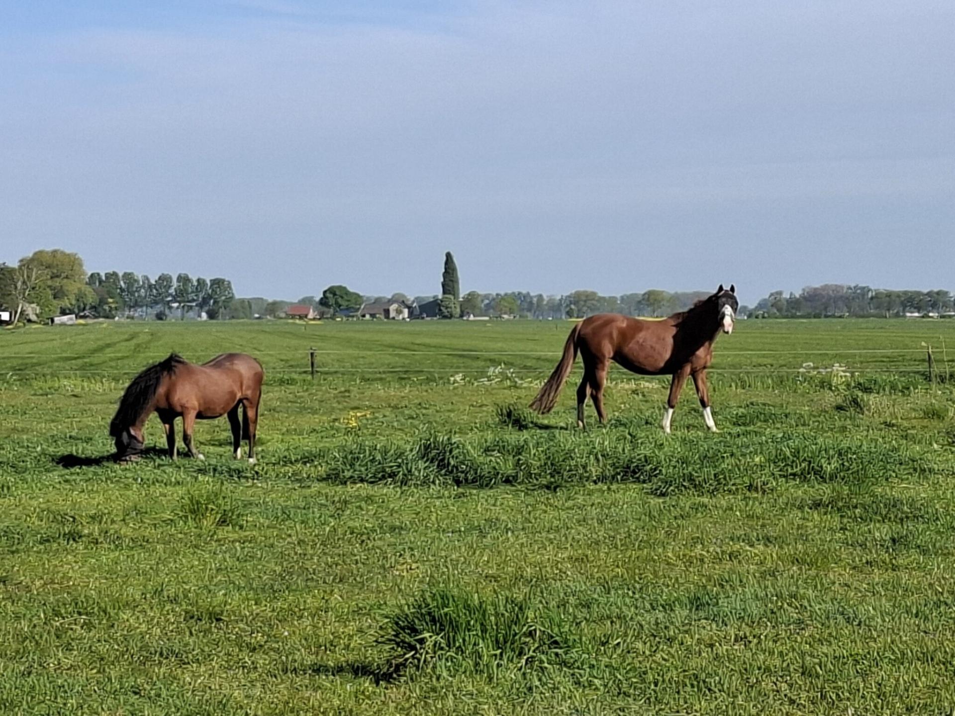 Ruim vakantiehuis voor 10 personen bij kaasboerderij in Genderen - foto 32