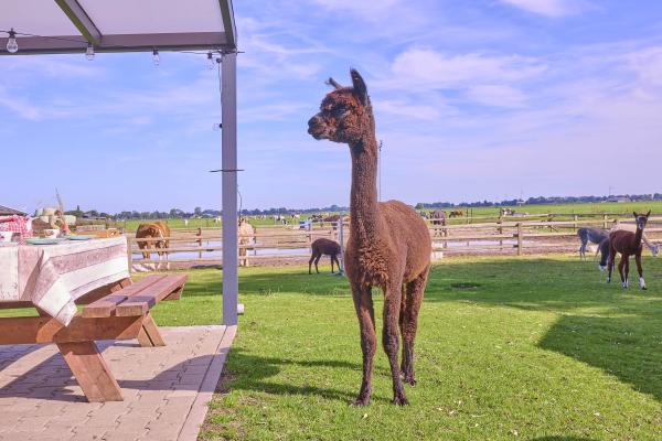 Vrijstaand vakantiehuis op Alpacafarm in Rouveen, Overijssel - thumbnail 2