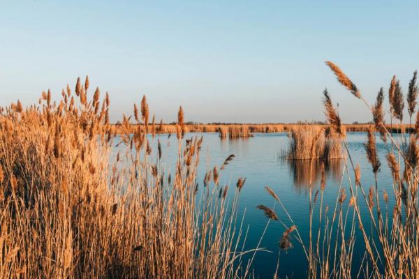 Vakantiehuis met privésauna en weids uitzicht over de Neusiedlersee - thumbnail 6