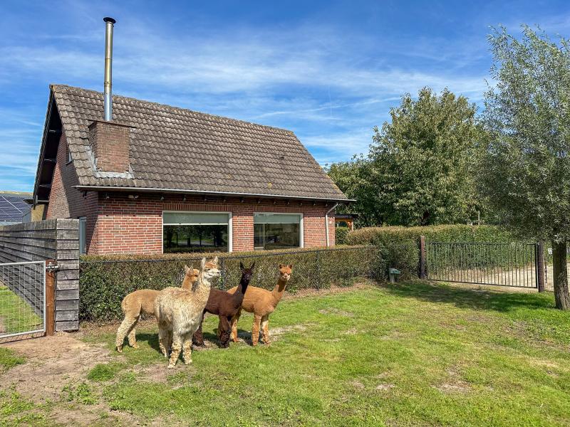 Detached house on an alpaca farm
